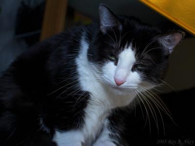 January 15, 2005: Our kitty, Peanut