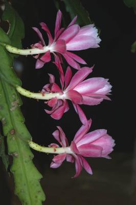 Disocactus-phyllanthoides.jpg