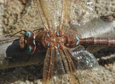 Aeshna-grandis.jpg