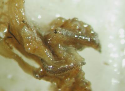Psychodidae-larva2.jpg