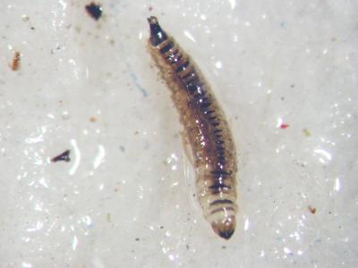 Psychodidae-larva3.jpg