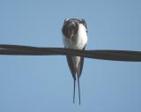 Hirundo-rustica.jpg