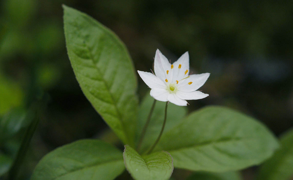 Trientalis-europaea.jpg