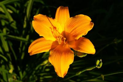 brilliant orange.jpg