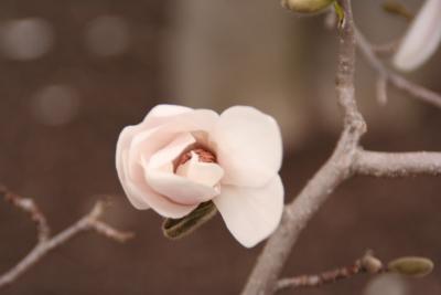 Magnolia Bud