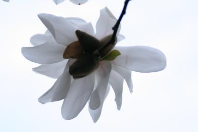 White Japanese Cherry