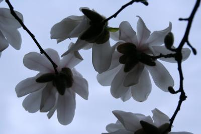White Japanese Cherry