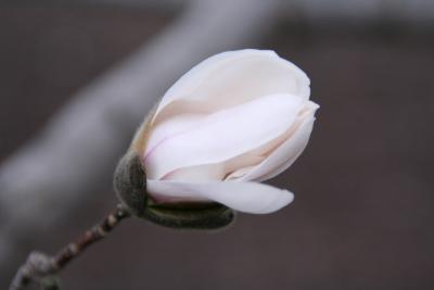 Magnolia Bud