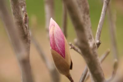 Pink Magnolia Bud