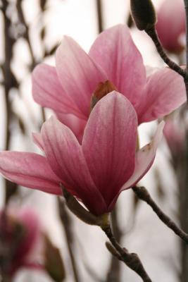 Pink Magnolia