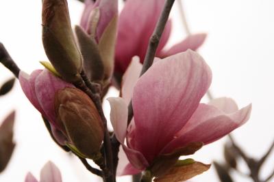 Pink Magnolia