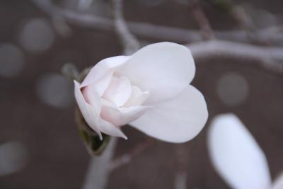 Magnolia Bud