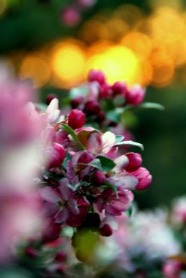 Cherry Blossom Sunset