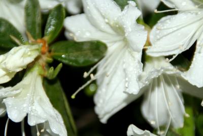 Amazing White Azalea