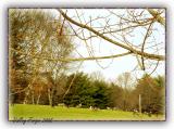 Winter at Valley Forge