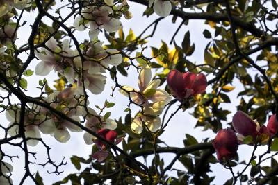 Copie de magnolias IMG02763.JPG