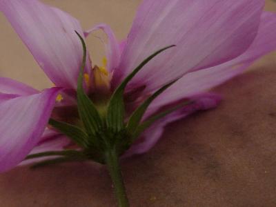 cosmos *