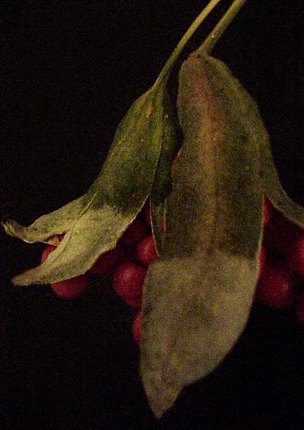 Eucalyptus pod*