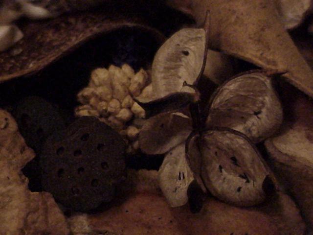 still life seed pods *