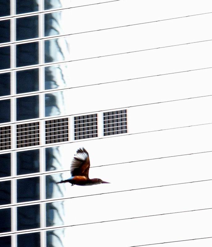 beautiful birdie in flight