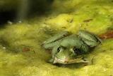 DSC_1611ps frog.jpg