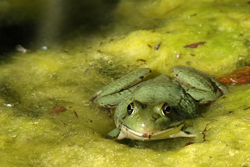 DSC_1611ps frog.jpg