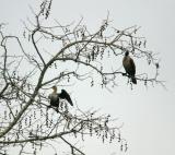 Birds in Winter