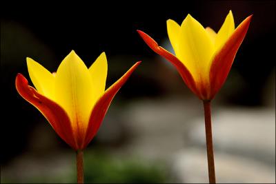 tulips2005_3.jpg