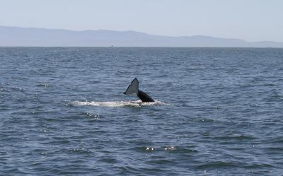 Orca tail.jpg