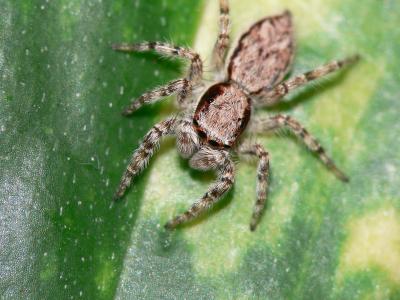 small spider.jpg
