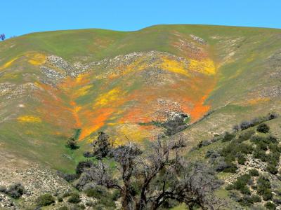 WILD FLOWERS.jpg