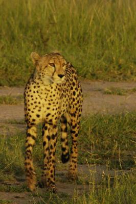 u14/jbelchamber/medium/41828121.55Cheetah.jpg