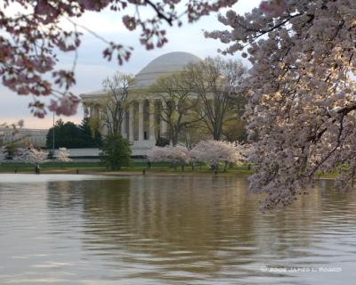 Cherry Trees in Bloom at the Jefferson Memorial