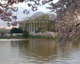 Cherry Trees in Bloom at the Jefferson Memorial
