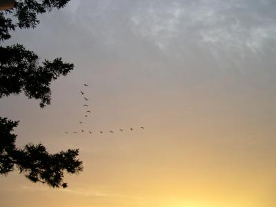 flyinsouth.jpg