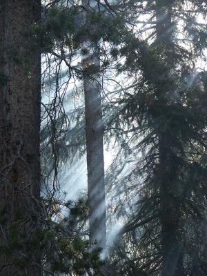 Smoke and Trees