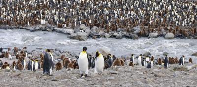 King penguin colony, the largest on South Georgia, at St. Andrews Bay