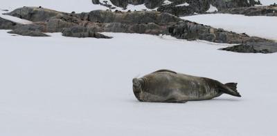 Weddell seal vocalizing while dreaming ...