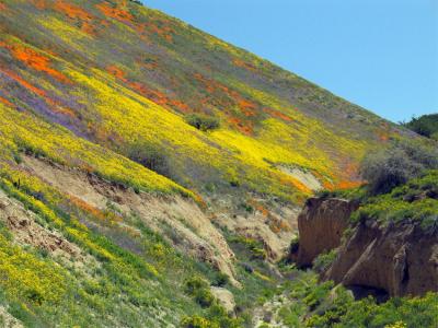 Wildflowers on Klipstein Road