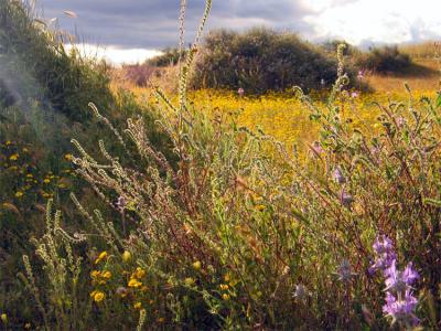 Shafts of light on fiddleneck