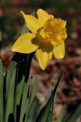 first daffodil 1s.jpg