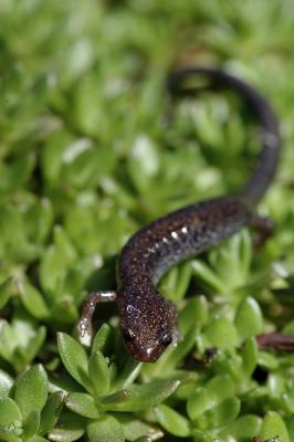 Black Salamander 1s.jpg