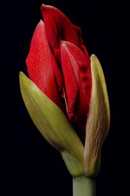 Red Amaryllis 2s.jpg