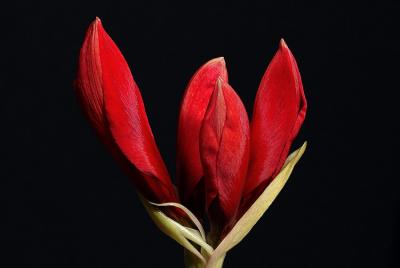 Red Amaryllis 3s.jpg