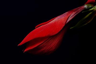 Red Amaryllis 4s.jpg