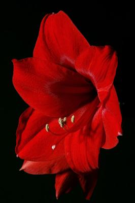 Red Amaryllis 1s.jpg