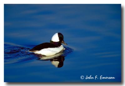 Bufflehead