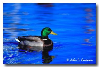 Mallard