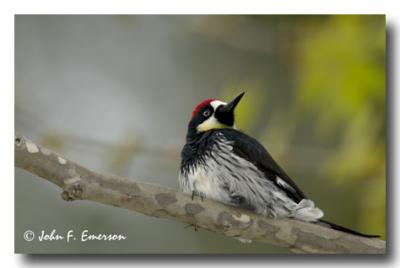 Acorn Woodpecker, Male