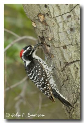 Nuttall's Woodpecker, Male
